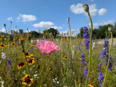 Wildflowers along the highway at a Rest Area in Illinois