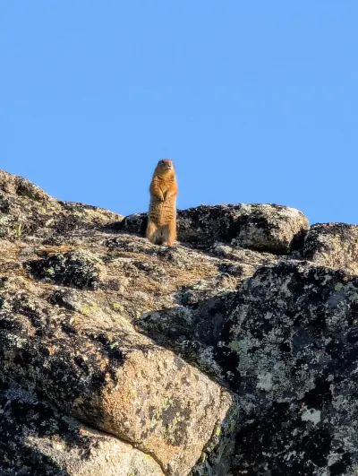 He looks to be standing guard