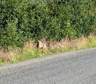 Fox hanging out on the side of the road