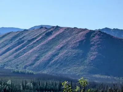 Mountainside covered in pink flowers