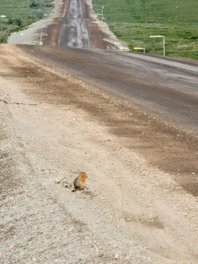 Roadside ground squirrel