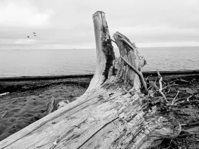 Driftwood on the beach