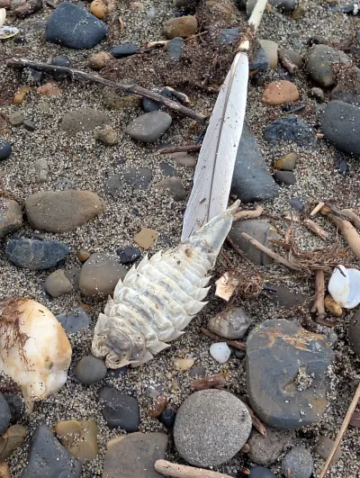 Dried up crustacean and a feather