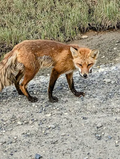 Fox with lunch on the side of the road in Deadhorse
