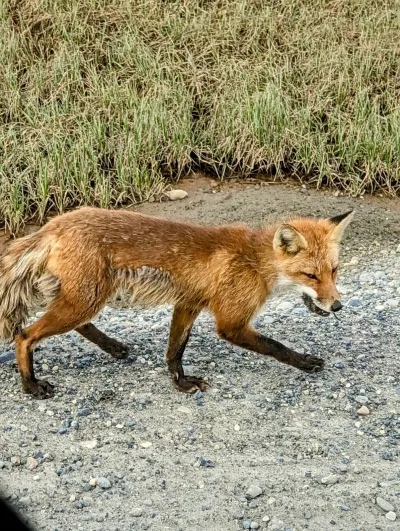 Fox with lunch on the side of the road in Deadhorse