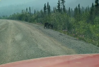 The coolest wildlife seen, an Alaskan Grey Wolf