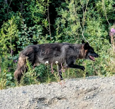 He paid me no attention as he strode on past my truck. He was BIG!