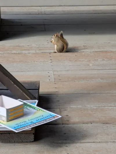 I'm just taking a photo, the munchie this squirrel has did not come from me... I promise!