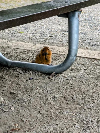 I did not feed this squirrel either! It's gorging on grape jelly a kid there dropped on the ground.