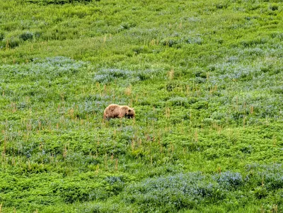 Grizzly bear foraging in the park