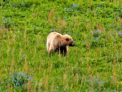Closer view of mama bear