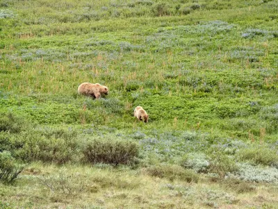 Mamma bear and a juvenile cub