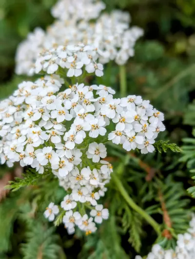 Beautiful flowers at the roadside pullout