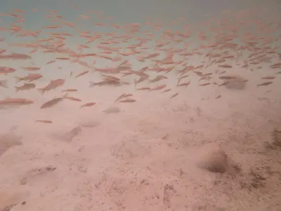 A view of some of the aquatic life under the surface