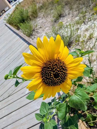 Beautiful flower in Badlands National Park