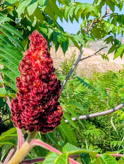 A beautiful Staghorn Sumac