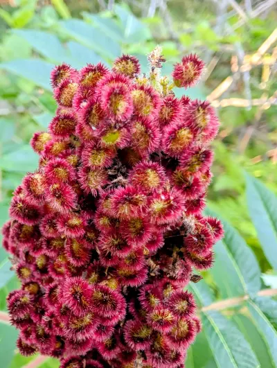 Closeup of another Staghorn Sumac