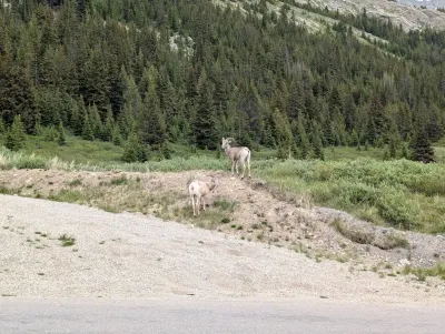 A couple of the local residents