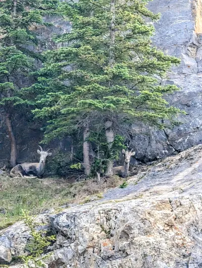 I could smell these guys before seeing them way up a cliff. Had to zoom in to get them.