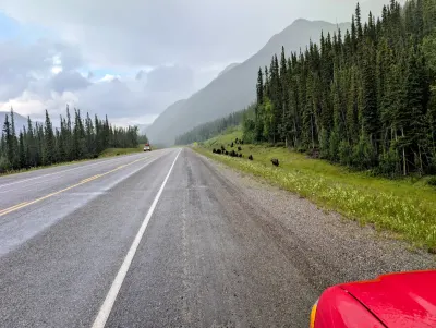 Watch out for wildlife on the road