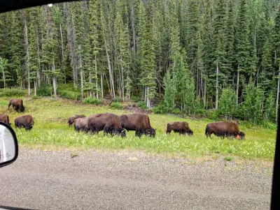 Buffalo in this case