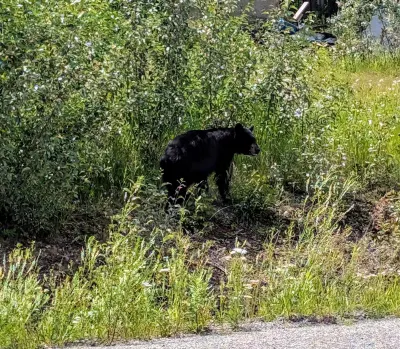 More wildlife. Yes I though "if not friend, then why friend shaped?"