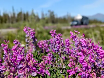 Beautiful roadside flowers