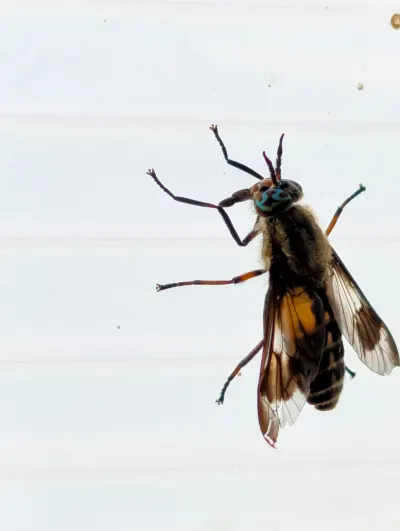 There were no shortage of these flies