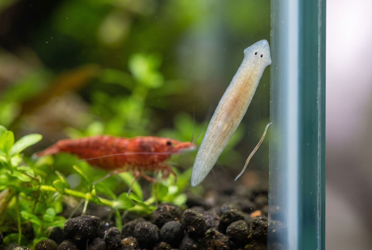 A pale planarian flatworm with a triangular arrow-shaped head and two dark eye-spots gliding up aquarium glass, with a thin harmless detritus worm beside it for comparison