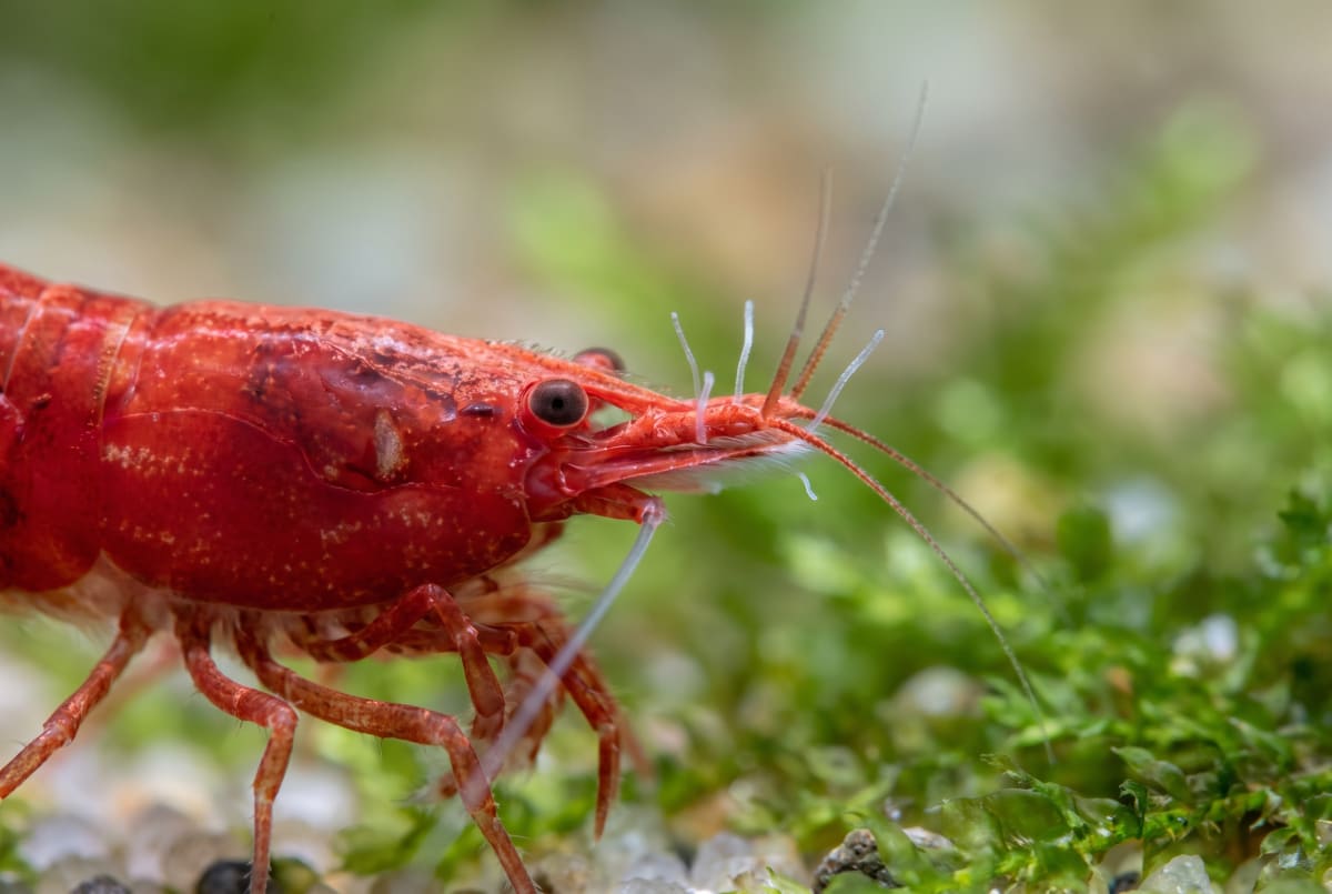 Macro view of a cherry shrimp's head with several tiny white thread-like scutariella stalks projecting from the pointed rostrum