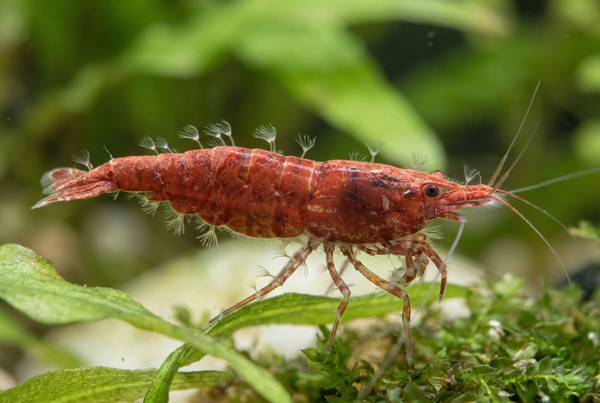 Macro view of a cherry shrimp with fine white vorticella tufts growing from the edge of its shell and legs, like tiny stalked bristles catching the light