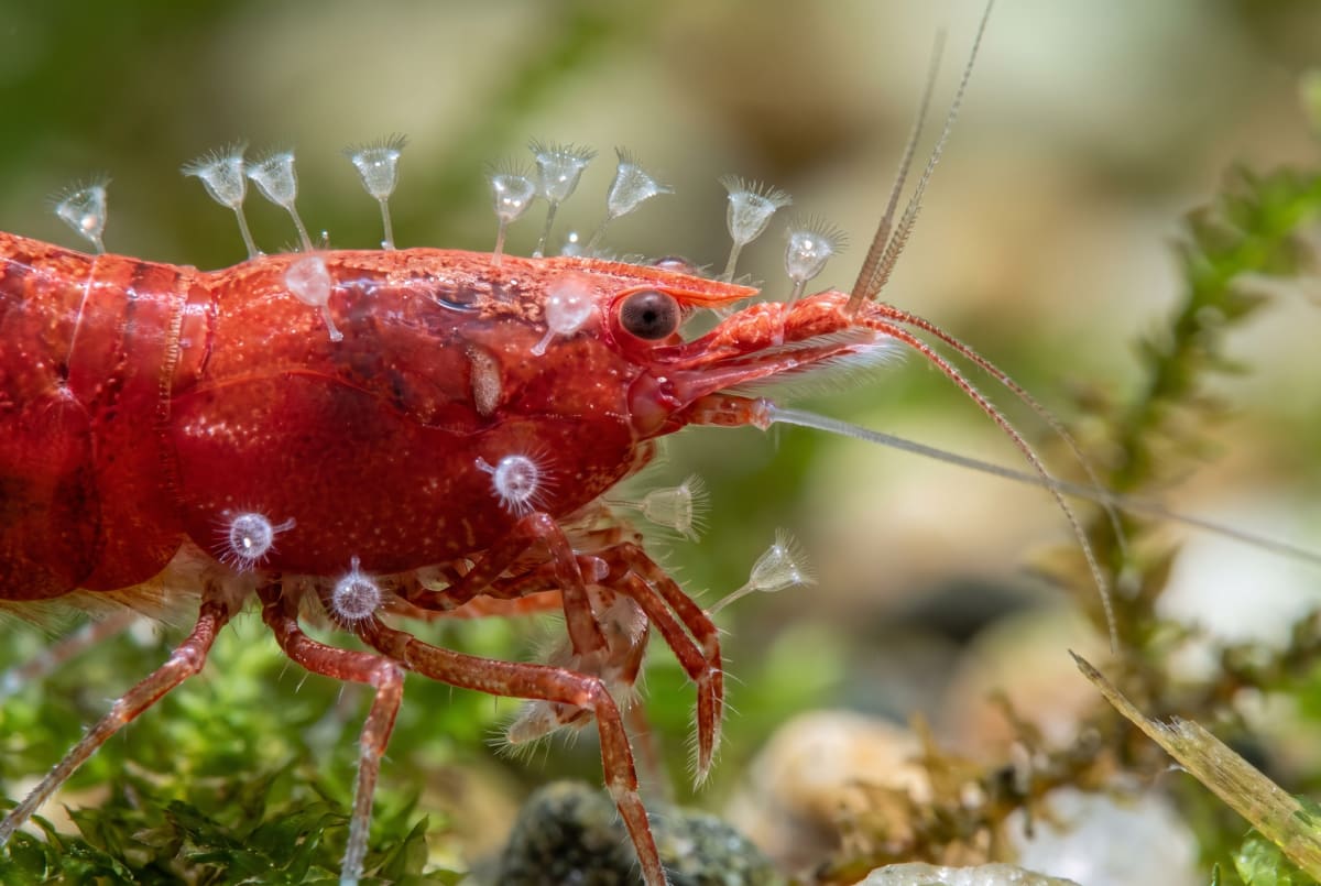 Macro view of a cherry shrimp with fine white stalked vorticella tufts along the edge of its shell and at the leg joints, catching the light like tiny bristles