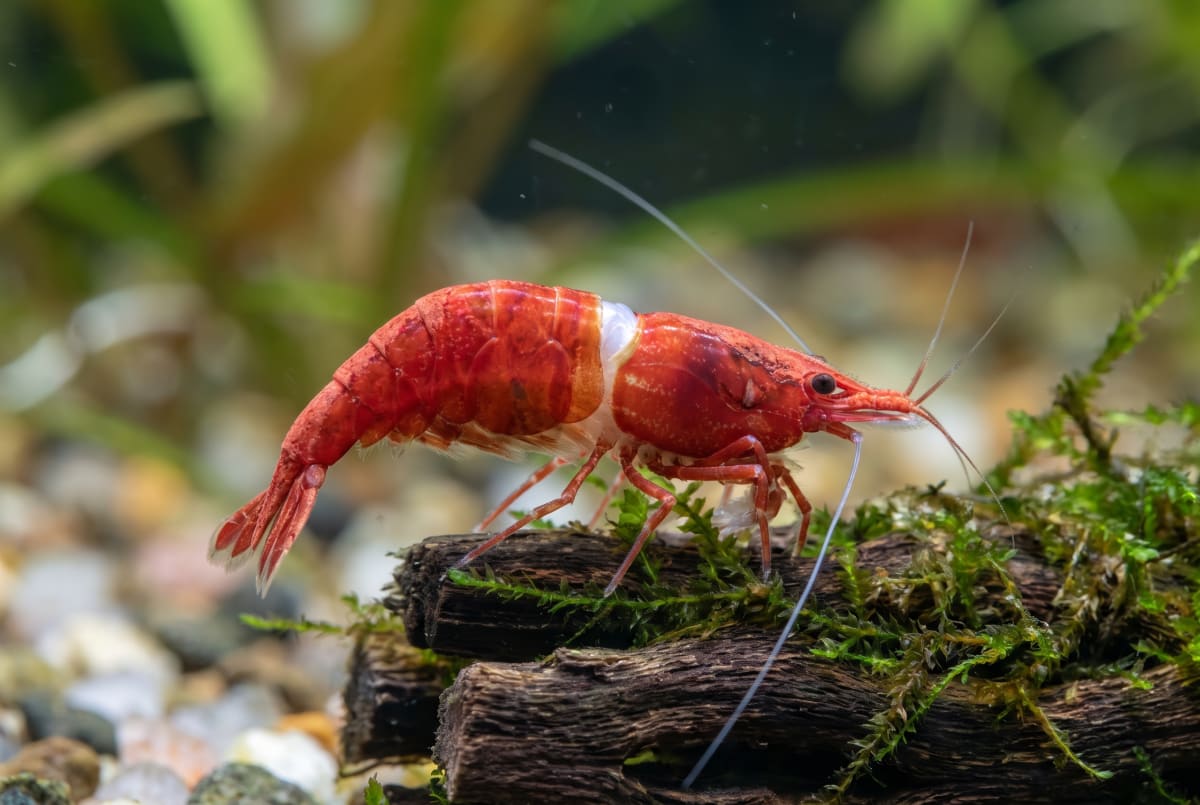 Close view of a red cherry shrimp with a pale white band opening at the join between carapace and abdomen — the white ring of death