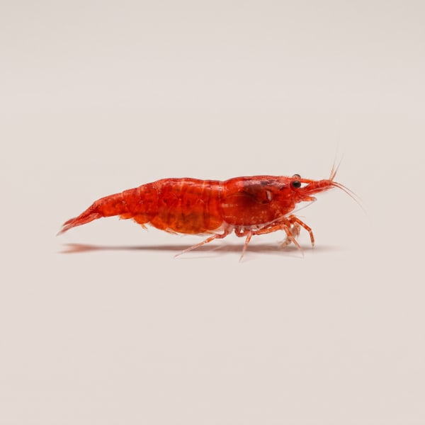 Red Cherry shrimp
