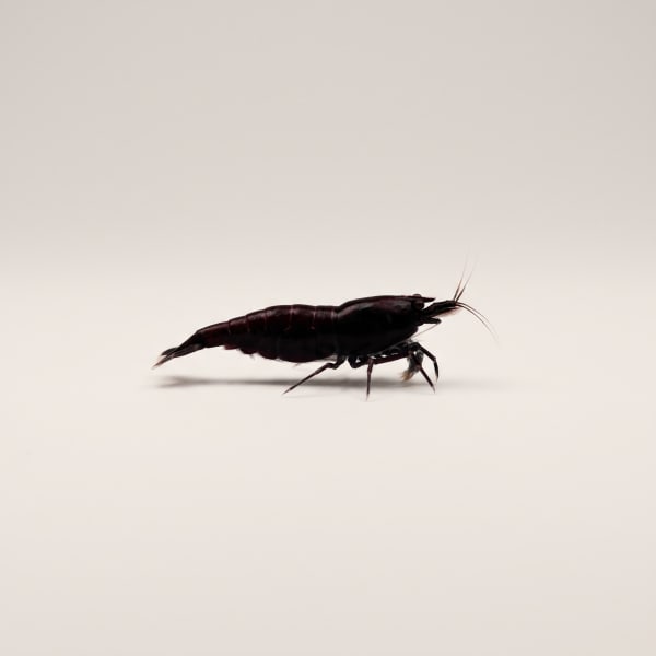 Black Rose shrimp
