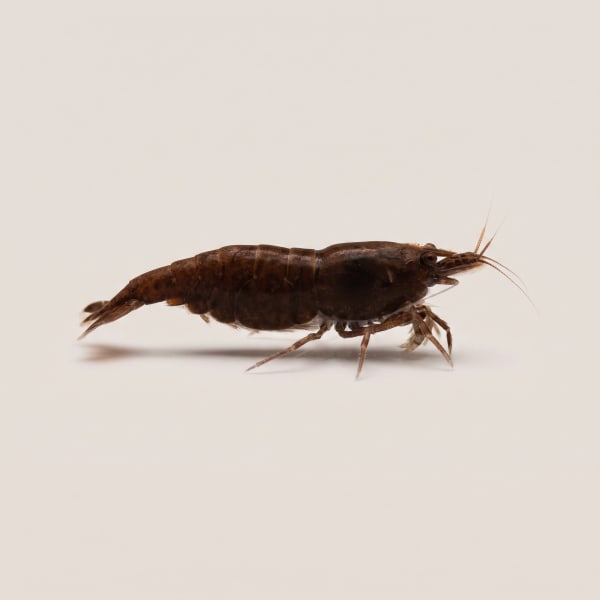 Chocolate shrimp