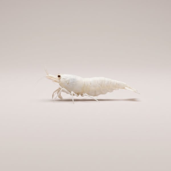 Snowball shrimp