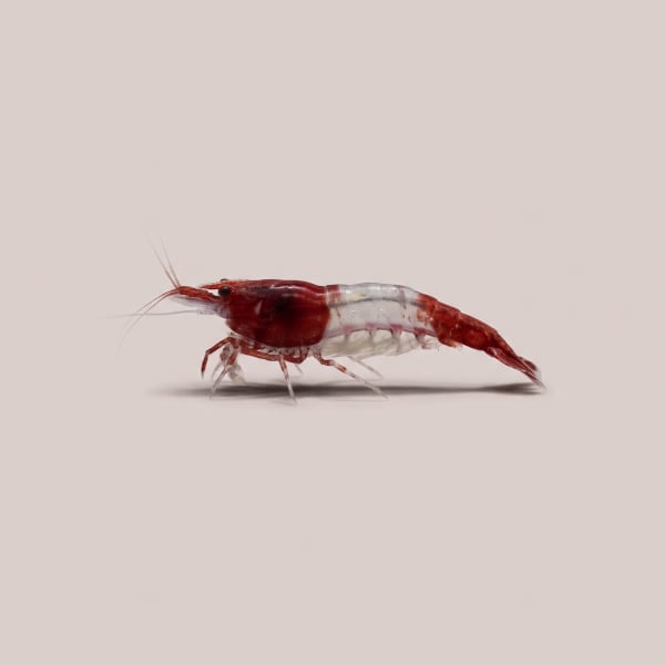 Red Rili shrimp