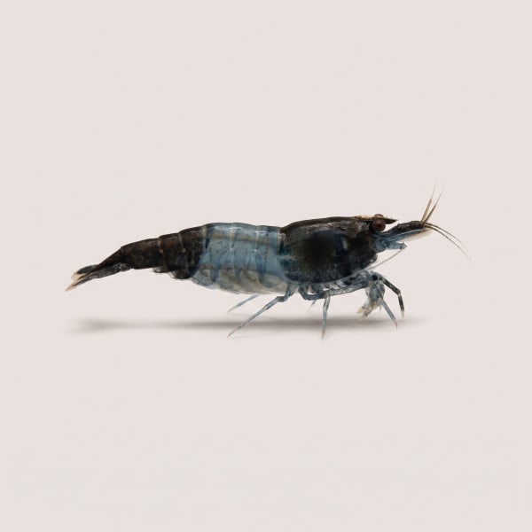 Carbon Rili shrimp