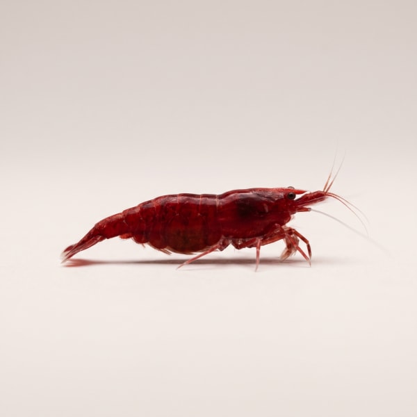Bloody Mary shrimp