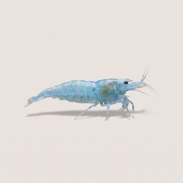 Blue Velvet shrimp