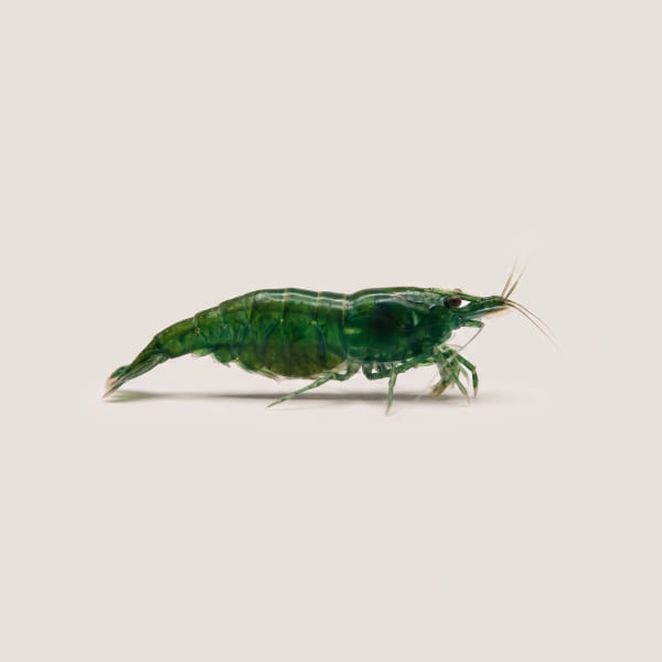 Emerald Green shrimp