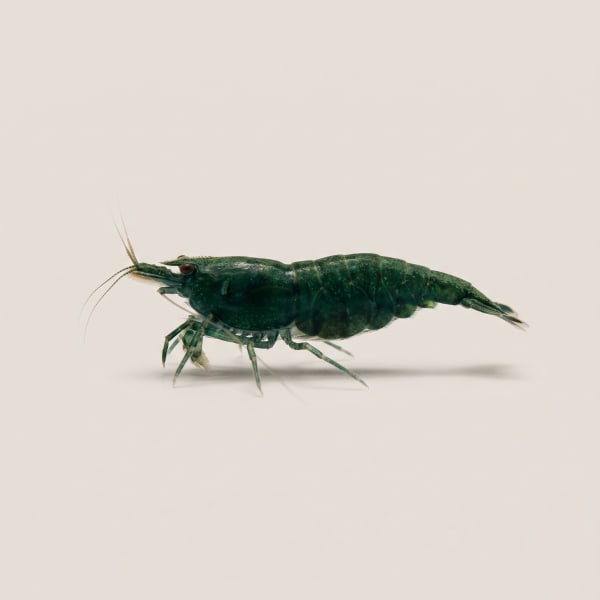 Green Jade shrimp