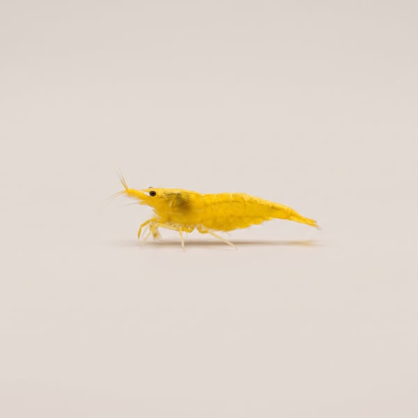 Yellow Fire shrimp