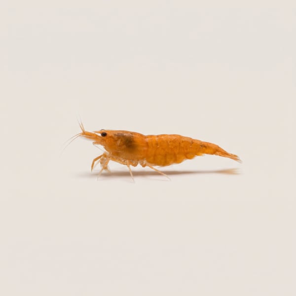 Orange Sakura shrimp