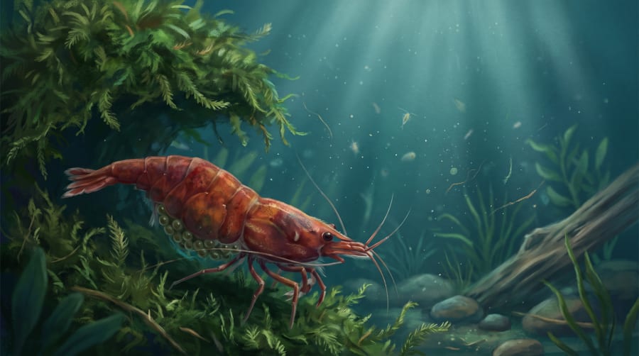 A berried female cherry shrimp fanning her eggs
