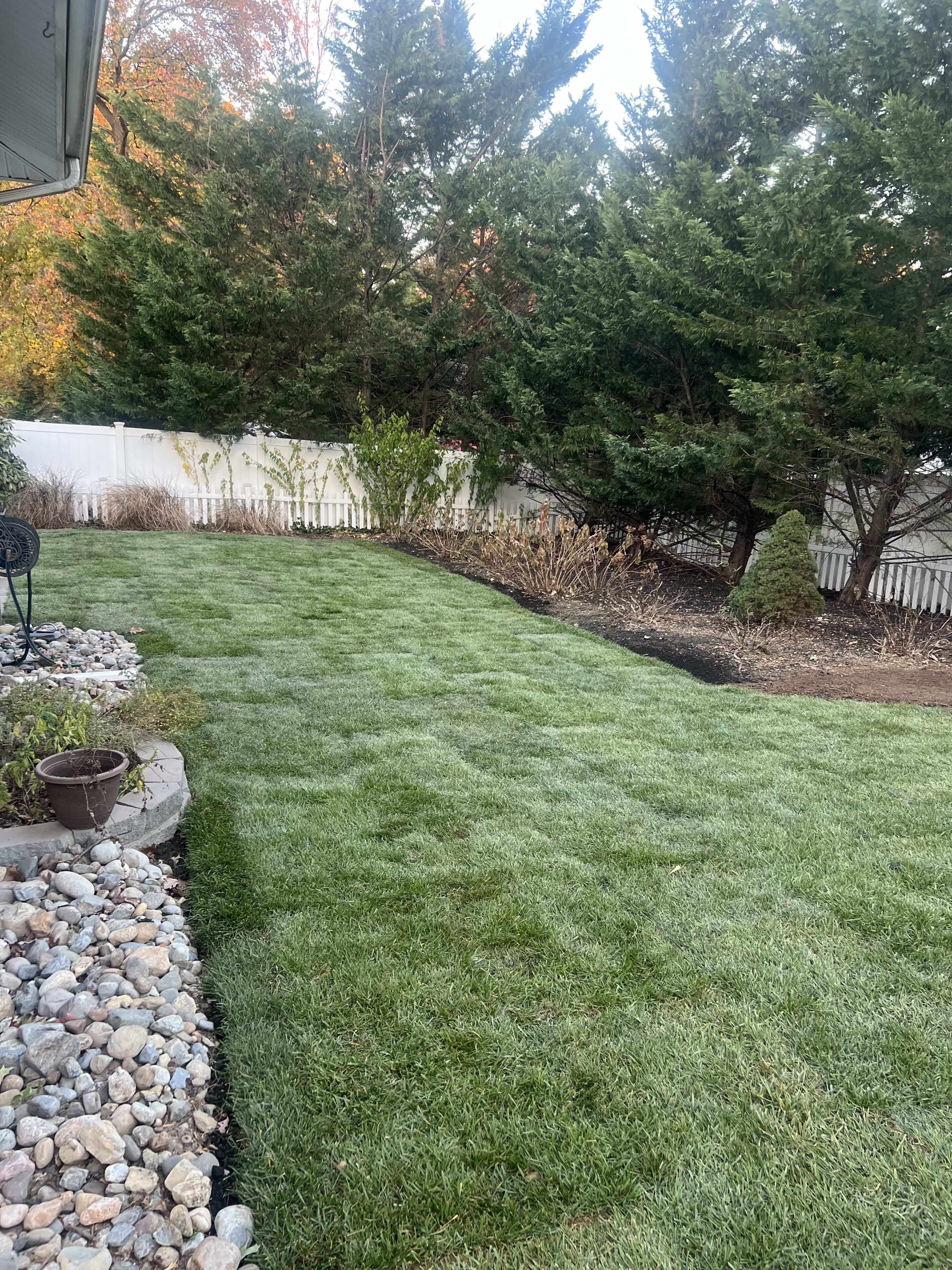 Backyard lawn after
