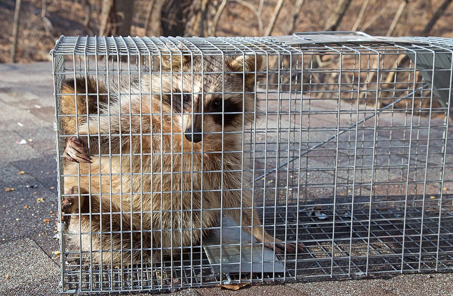 Wildlife removal