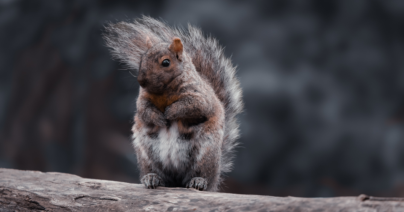A smiling squirrel on a branch
