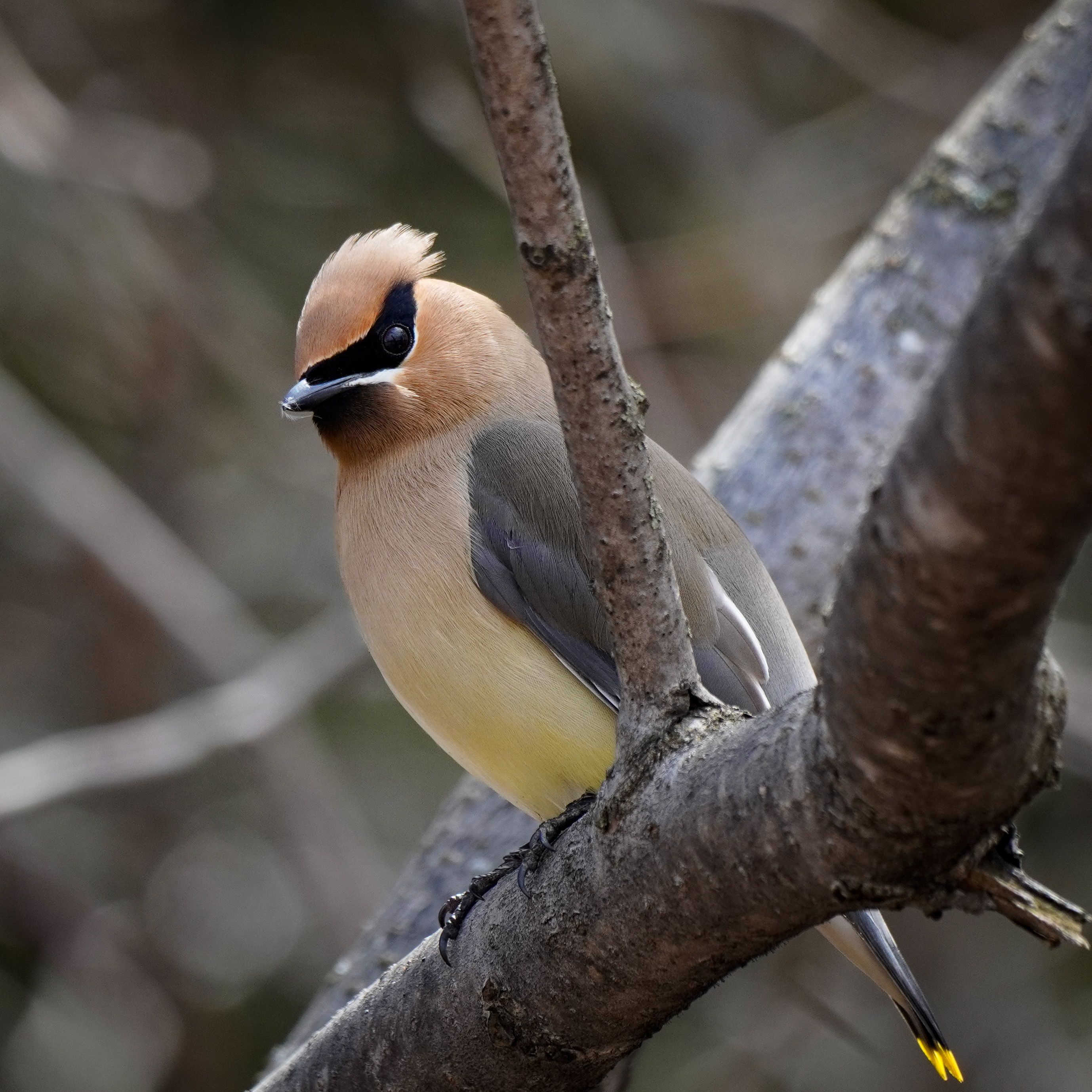 Cedar Waxwing on a branch